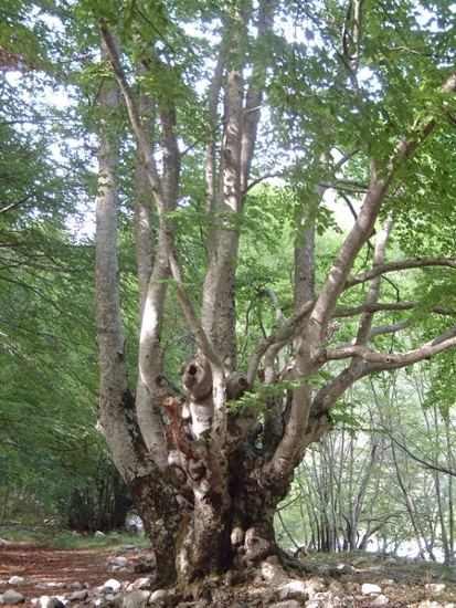 faggeta